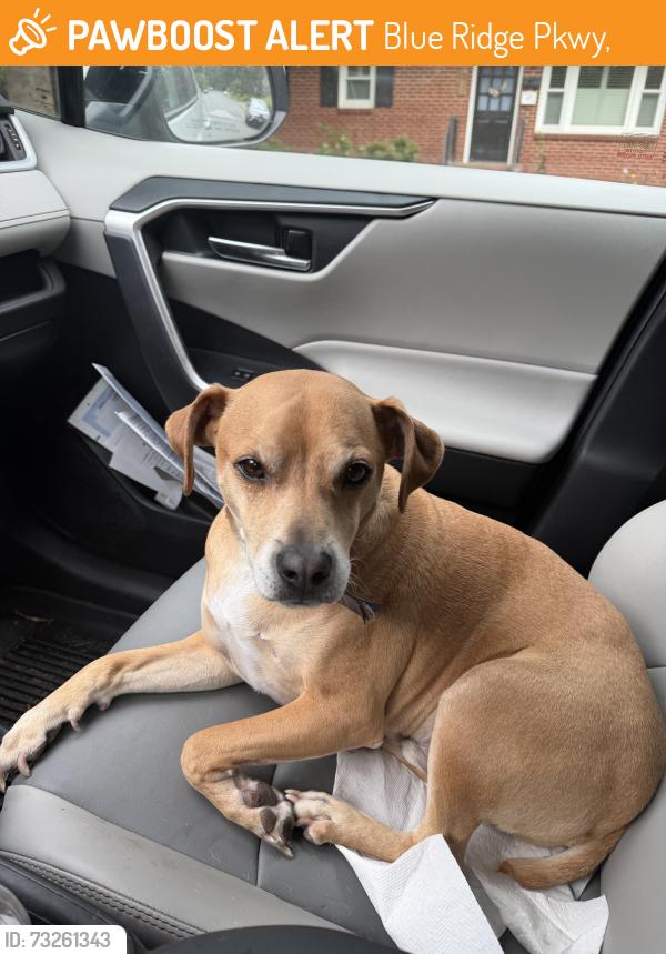 Found/Stray Male Dog last seen Yankee horse trail in montebello, Blue Ridge Pkwy,  27024