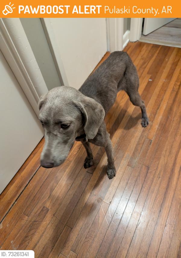 Found/Stray Female Dog last seen Reeder Rd, Pulaski County, AR 72206