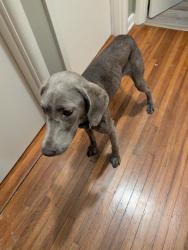 Found/Stray Female Dog last seen Reeder Rd, Pulaski County, AR 72206