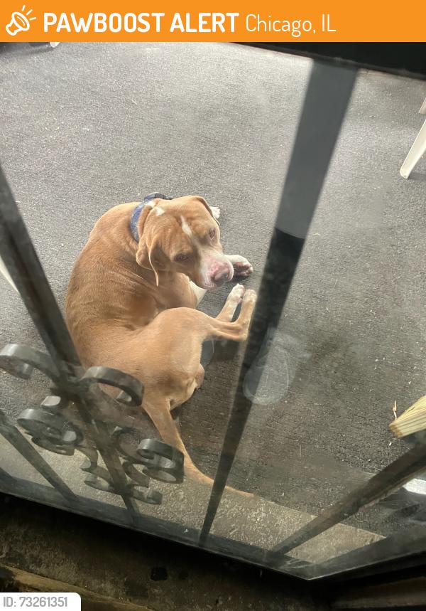 Found/Stray Male Dog last seen Long and kamerling, Chicago, IL 60651