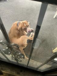 Found/Stray Male Dog last seen Long and kamerling, Chicago, IL 60651