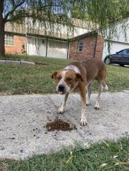 Found/Stray Unknown Dog last seen E 38th st & s 125th ave near park plaza pool, Tulsa, OK 74146