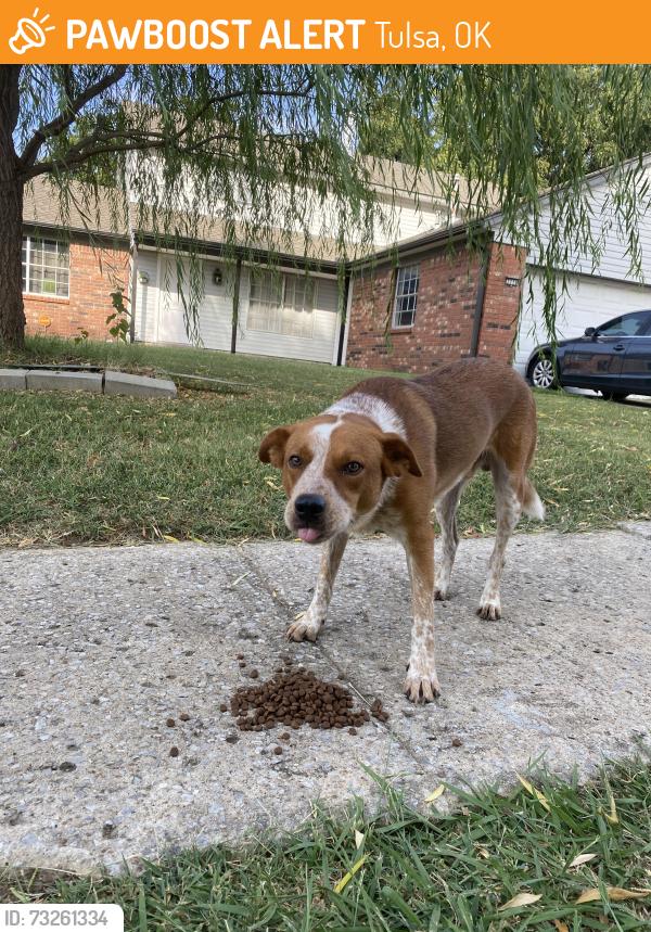 Found/Stray Unknown Dog last seen E 38th st & s 125th ave near park plaza pool, Tulsa, OK 74146
