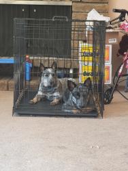 Reunited Female Dog last seen Vanguard, Rancho Cordova, CA 95827