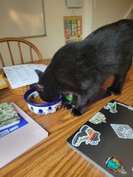 Reunited Female Cat last seen Coriander cir, Manassas, VA 20110