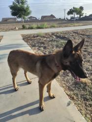 Found/Stray Female Dog last seen Arrow and Tamarind, Fontana, CA 92335