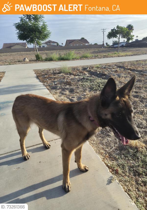 Found/Stray Female Dog last seen Arrow and Tamarind, Fontana, CA 92335