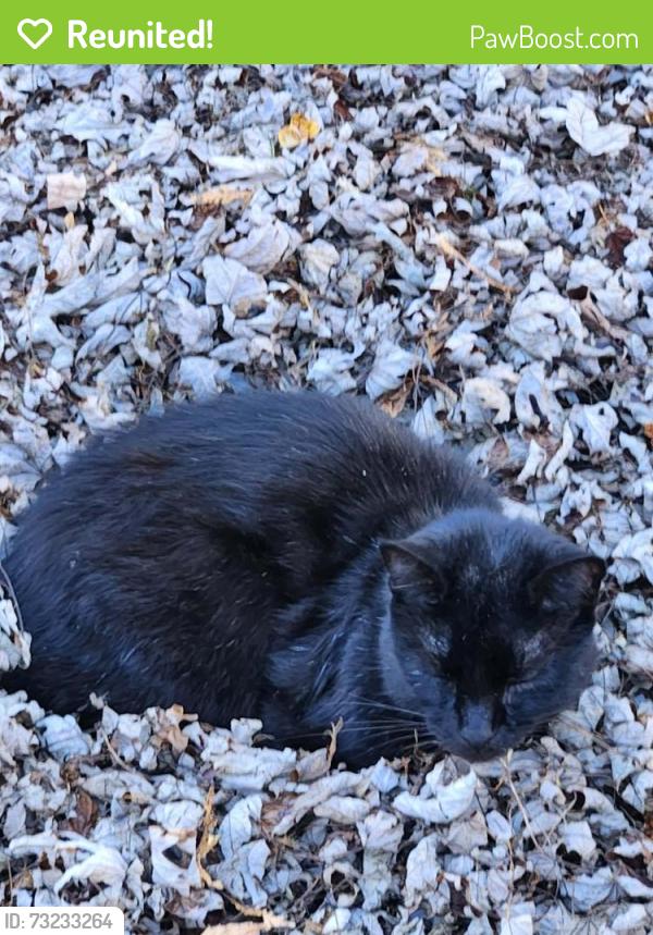 Reunited Male Cat last seen Doris drive, route 96 prestige trailer park, Clifton Springs, NY 14432