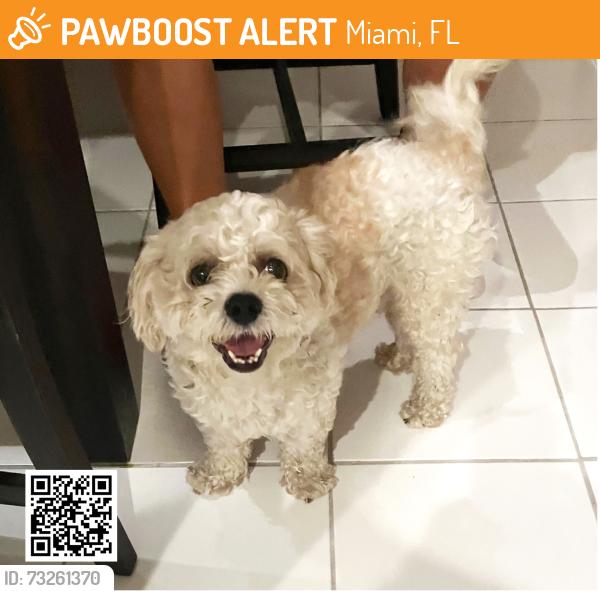 Found/Stray Male Dog last seen 107th Avenue and Coral Way, Miami, FL 33165