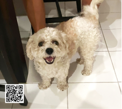 Found/Stray Male Dog last seen 107th Avenue and Coral Way, Miami, FL 33165