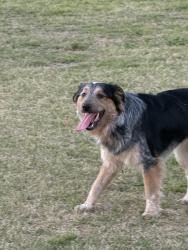 Lost Male Dog last seen H street, Temple, TX 76508
