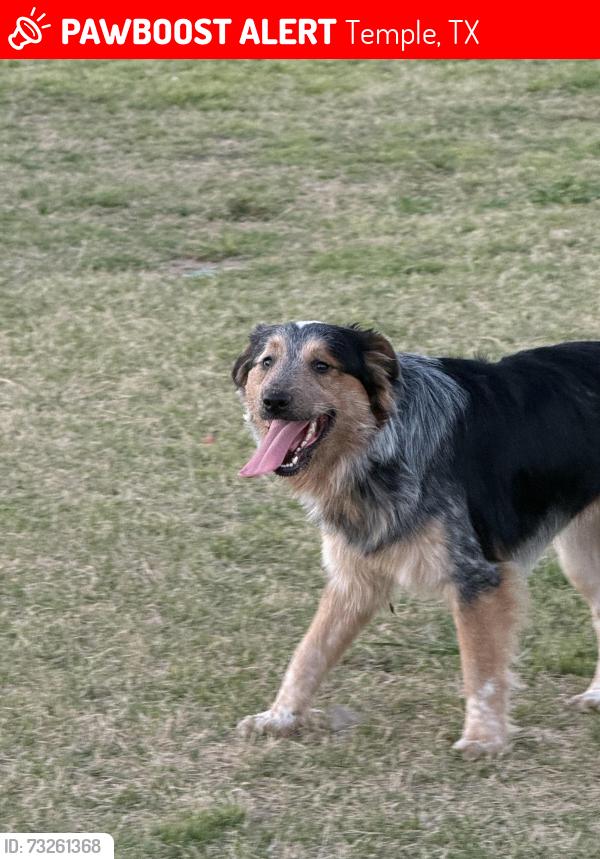 Lost Male Dog last seen H street, Temple, TX 76508