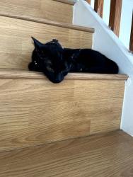 Lost Female Cat last seen Near sw 84th way Miramar fl, Miramar, FL 33025
