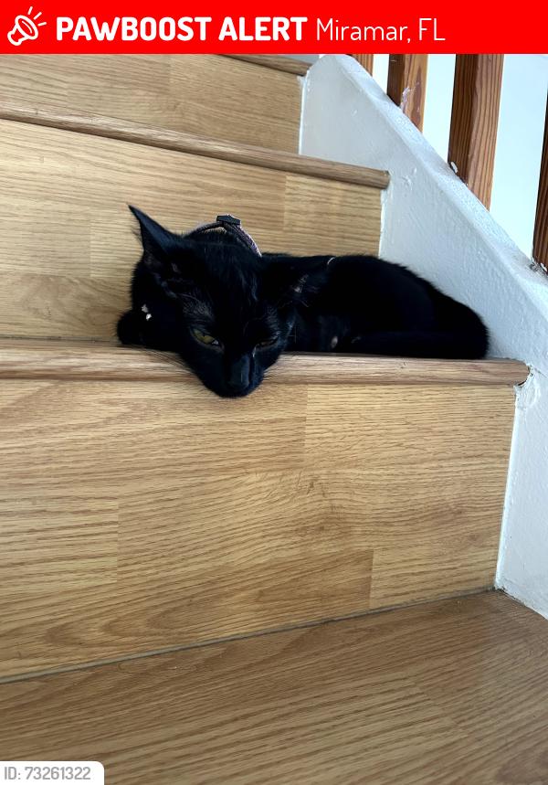Lost Female Cat last seen Near sw 84th way Miramar fl, Miramar, FL 33025