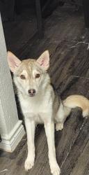 Lost Female Dog last seen Huntswick forest, Houston, TX 77069