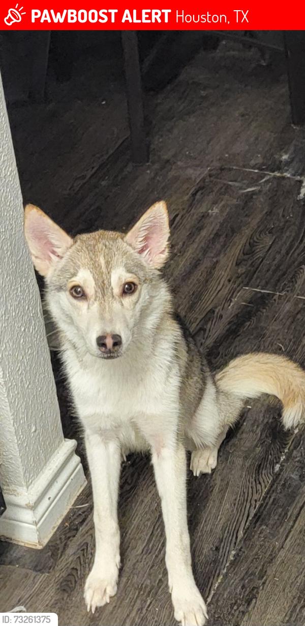 Lost Female Dog last seen Huntswick forest, Houston, TX 77069