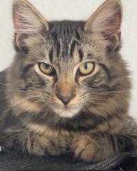 Lost Male Cat last seen Blue jacaranda rd,quailgate dr, Spring, TX 77373