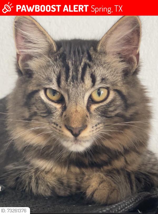 Lost Male Cat last seen Blue jacaranda rd,quailgate dr, Spring, TX 77373