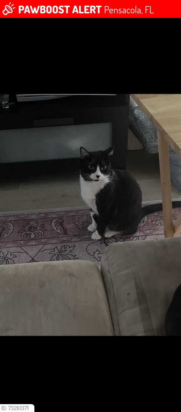 Lost Female Cat last seen Pine Forest Rd and Blue Angel Pkwy, Pensacola, FL 32526