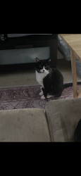 Lost Female Cat last seen Pine Forest Rd and Blue Angel Pkwy, Pensacola, FL 32526