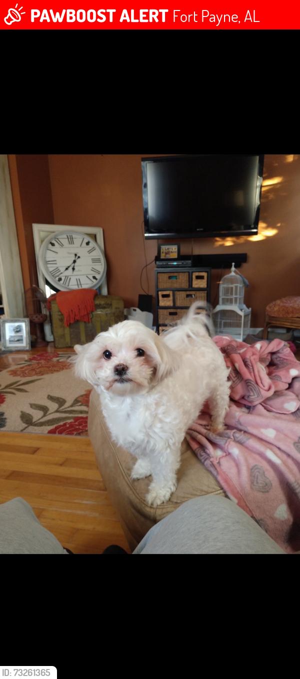 Lost Female Dog last seen Fischer cross roads, Fort Payne, AL 35967