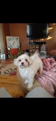 Lost Female Dog last seen Fischer cross roads, Fort Payne, AL 35967