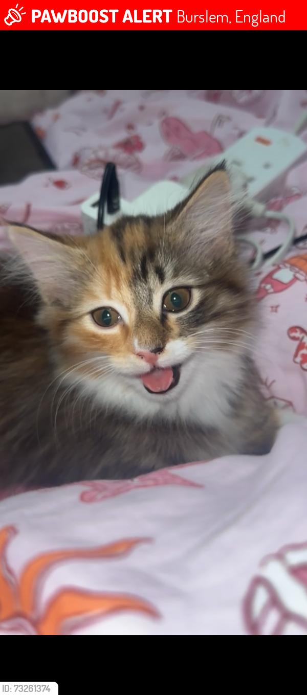 Lost Female Cat last seen Burslem, Burslem, England 