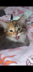 Lost Female Cat last seen Burslem, Burslem, England 