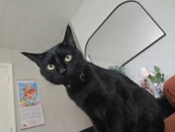 Reunited Female Cat last seen Last time seen around Yeoman Street, Waukegan, IL 60085