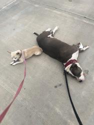 Found/Stray Female Dog last seen Maricopa curcle, Las Cruces, NM 88001