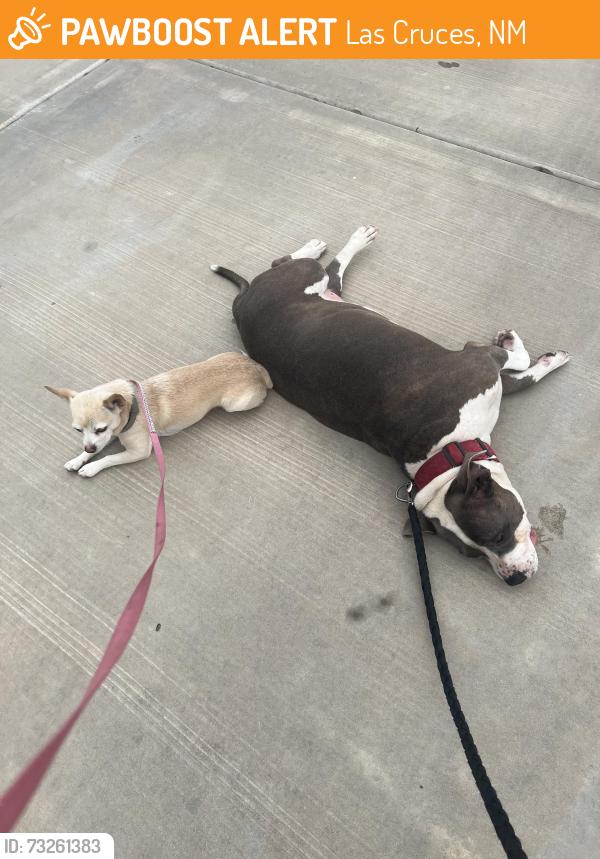 Found/Stray Female Dog last seen Maricopa curcle, Las Cruces, NM 88001