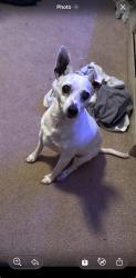 Reunited Female Dog last seen Willow spring Ave, Dundalk, MD 21222