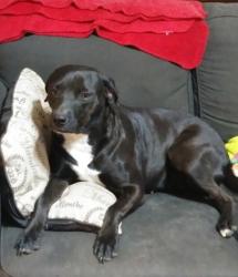 Lost Female Dog last seen 16th and Washington St, Amarillo, TX 79102