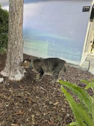 Found/Stray Unknown Cat last seen Near Central Ave, St. Petersburg, FL 33713, St. Petersburg, FL 33713