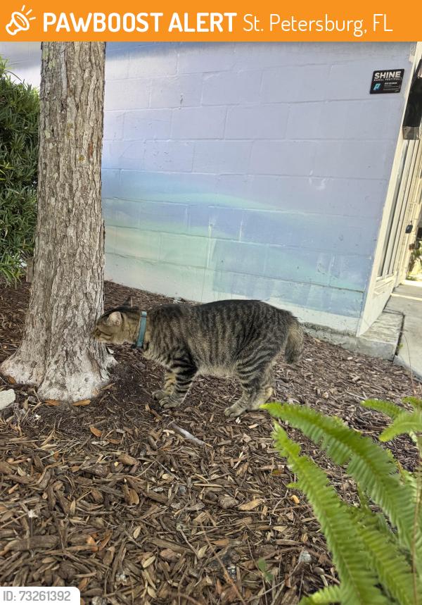 Found/Stray Unknown Cat last seen Near Central Ave, St. Petersburg, FL 33713, St. Petersburg, FL 33713