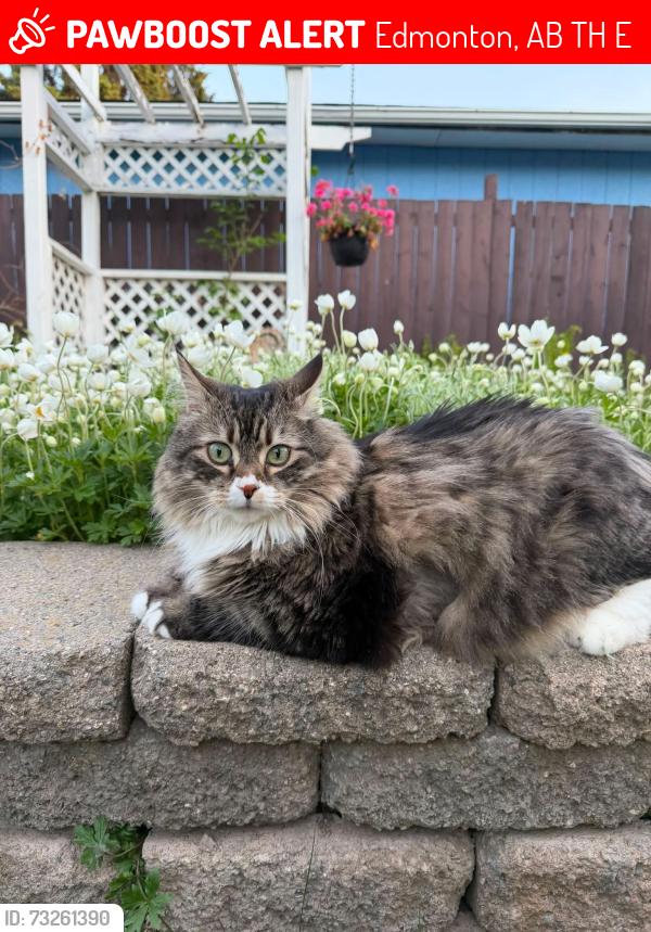 Lost Female Cat last seen North Brookside, 300m from ravine, Edmonton, AB T6H 4E9
