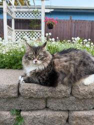 Lost Female Cat last seen North Brookside, 300m from ravine, Edmonton, AB T6H 4E9