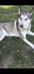 Reunited Female Dog last seen Greenhill Ave , discovery park laurel, Laurel, MD 20707