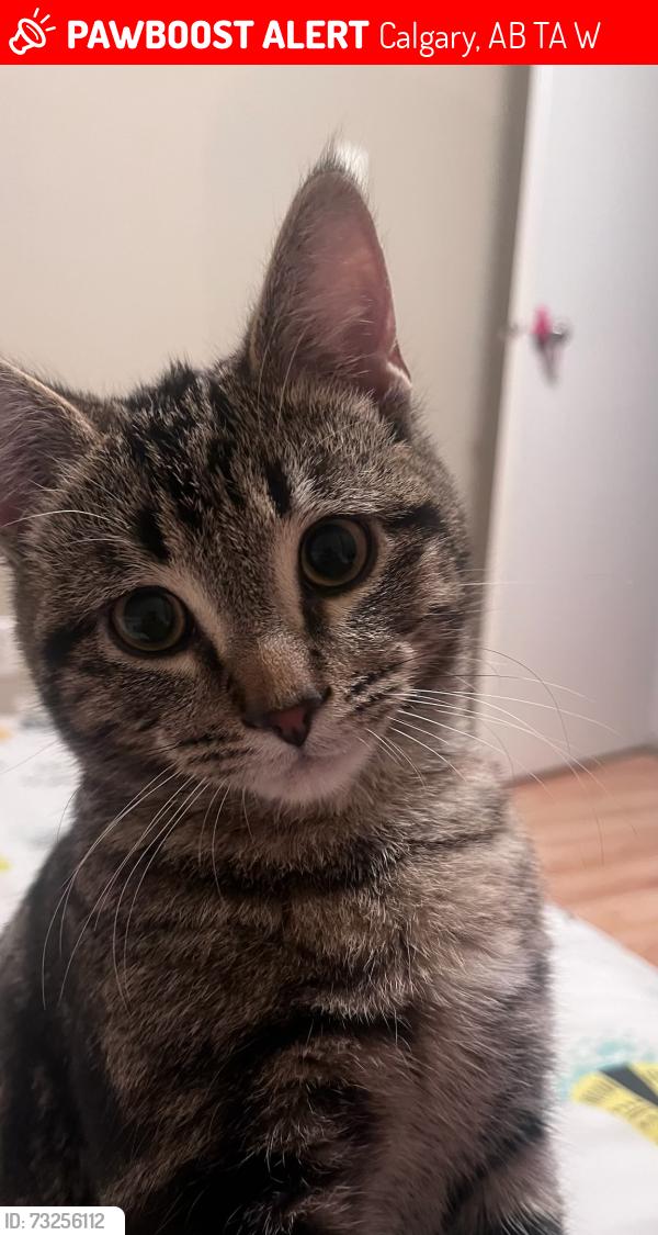 Lost Male Cat last seen Northeast, Calgary, AB T2A 3W1
