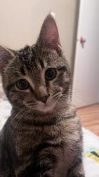 Lost Male Cat last seen Northeast, Calgary, AB T2A 3W1
