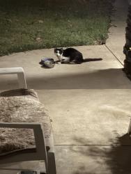Found/Stray Unknown Cat last seen Woodman Ave. & Oxnard St., Los Angeles, CA 91401