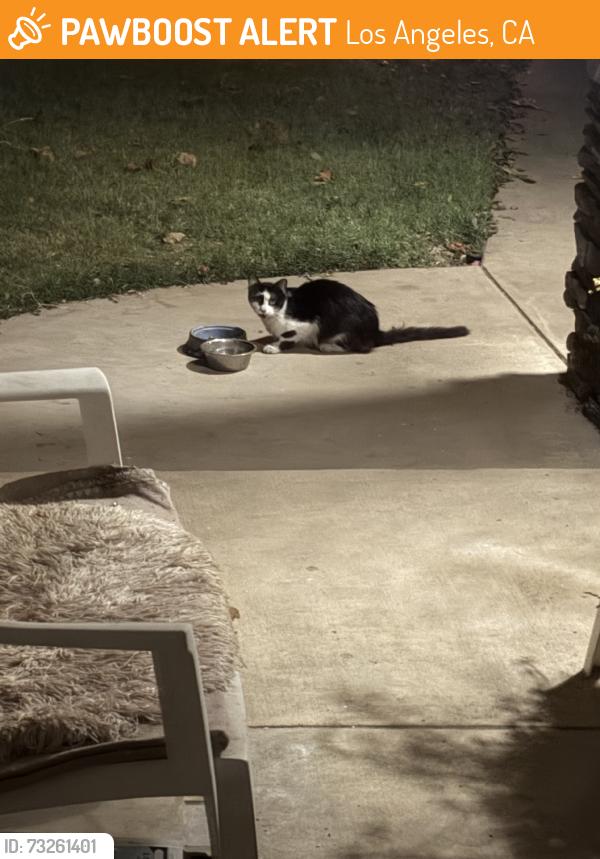 Found/Stray Unknown Cat last seen Woodman Ave. & Oxnard St., Los Angeles, CA 91401