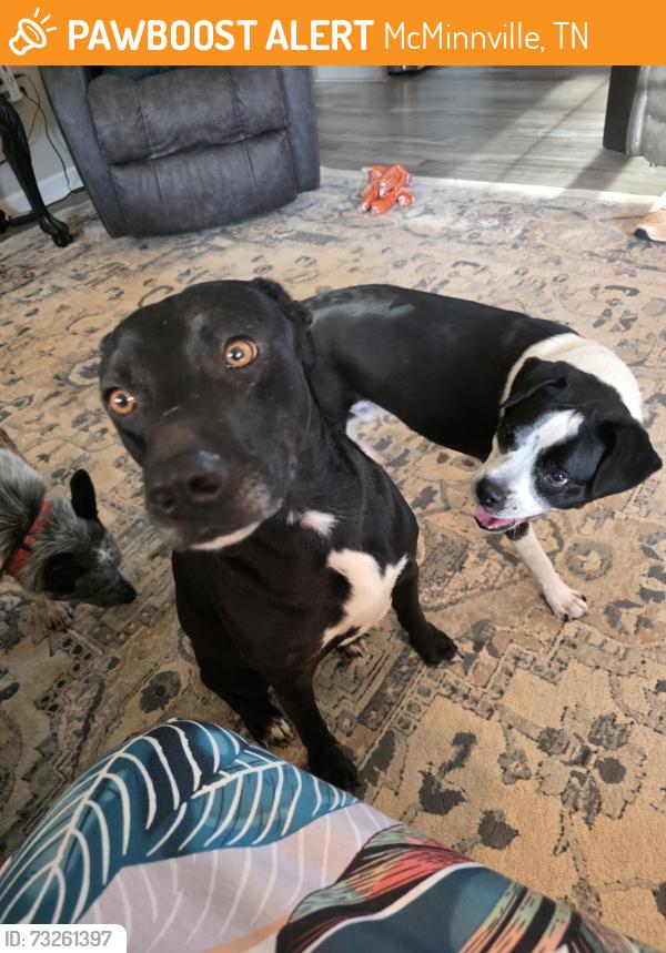 Found/Stray Male Dog last seen Hwy 127 and Andy Hillis Rd, McMinnville, TN, McMinnville, TN 37110