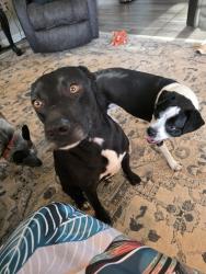 Found/Stray Male Dog last seen Hwy 127 and Andy Hillis Rd, McMinnville, TN, McMinnville, TN 37110