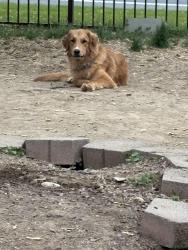 Lost Female Dog last seen Route 501 and Frystown Road, Berks County, PA 19507