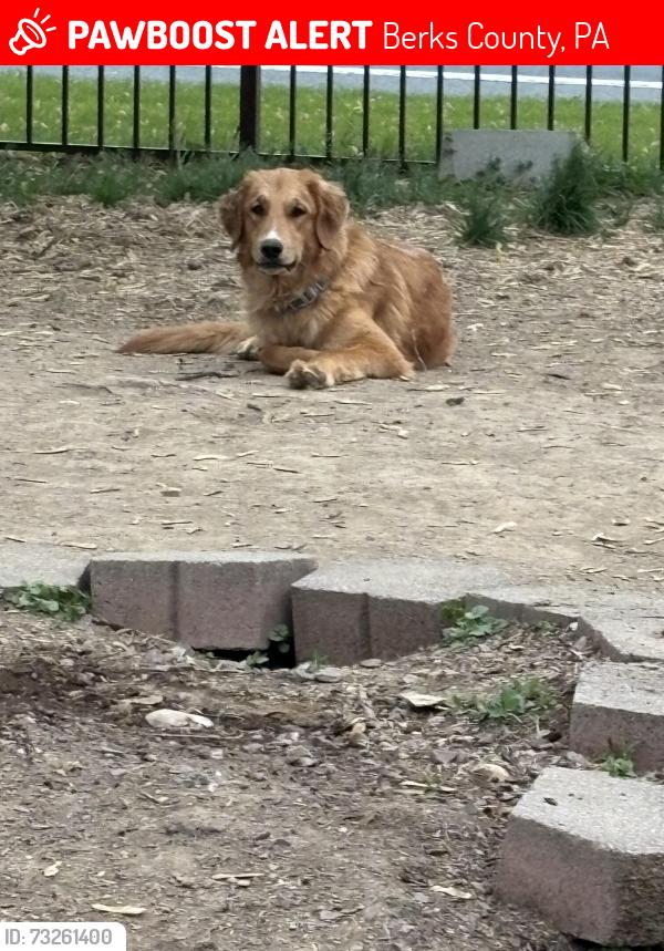 Lost Female Dog last seen Route 501 and Frystown Road, Berks County, PA 19507