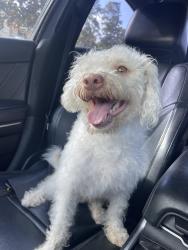 Reunited Male Dog last seen Chestnut Ridge, Houston, TX 77339