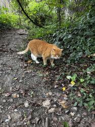 Found/Stray Unknown Cat last seen Mackall Farms lane, McLean, VA 22102