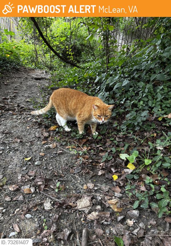 Found/Stray Unknown Cat last seen Mackall Farms lane, McLean, VA 22102