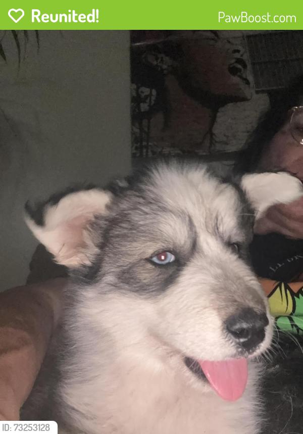 Reunited Female Dog last seen Long Valley and Green Valley, Cheyenne, WY 82001